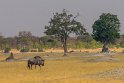 084 Zimbabwe, Hwange NP, gnoe